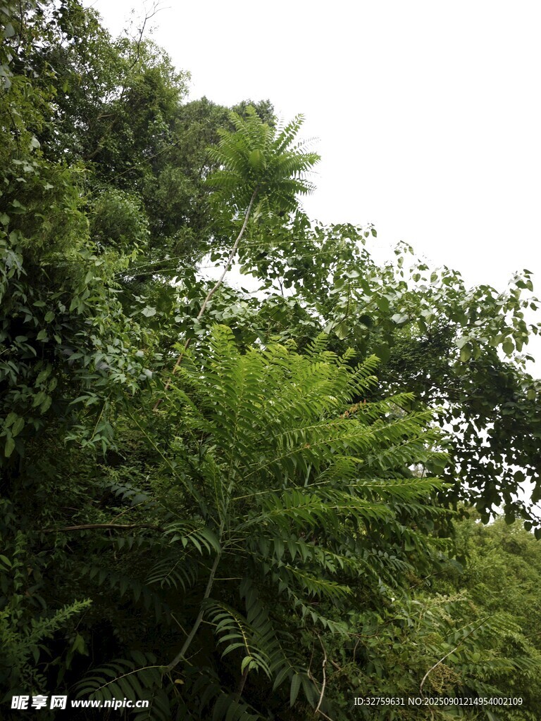 茂密丛林中的绿色植物