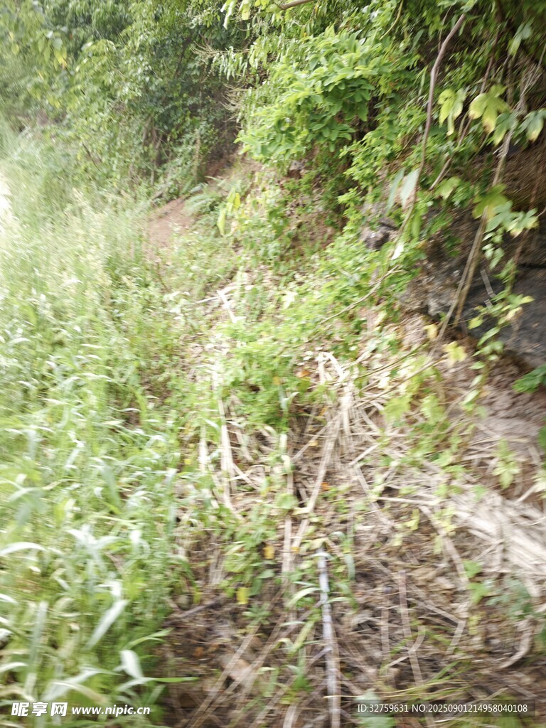 山间杂草丛生的小径
