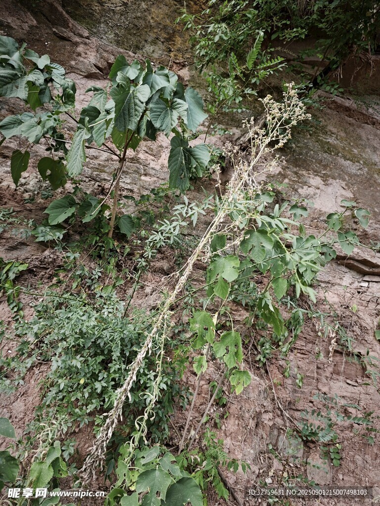 野外生长的带刺植物