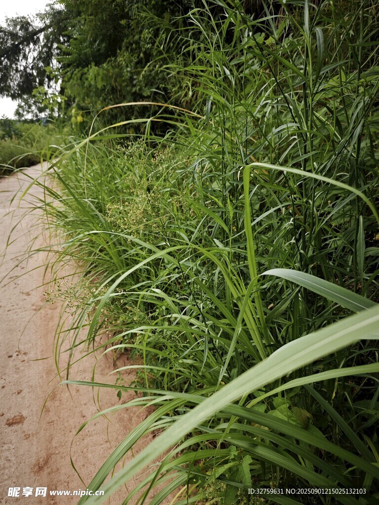 小径旁的茂盛绿色野草