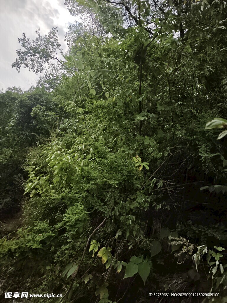茂密丛林绿意盎然