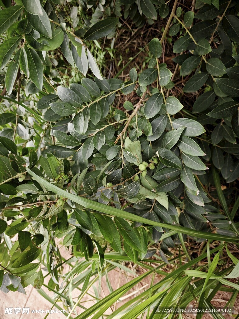绿叶繁茂的植物景观