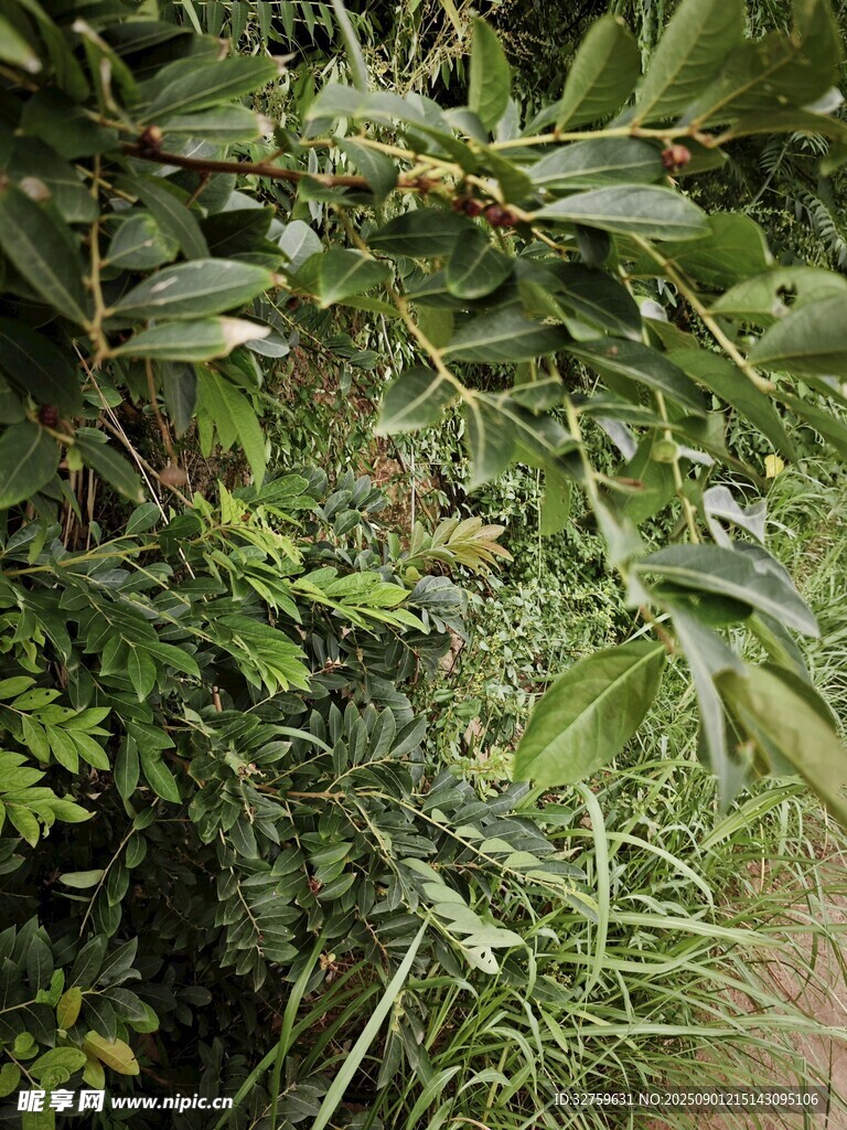 茂密绿植景观