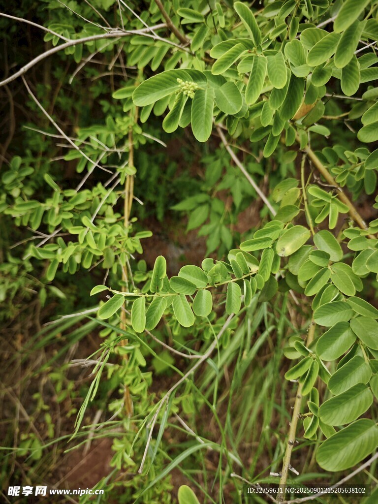 繁茂绿植 