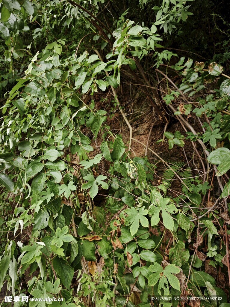茂密绿植覆盖的自然景象