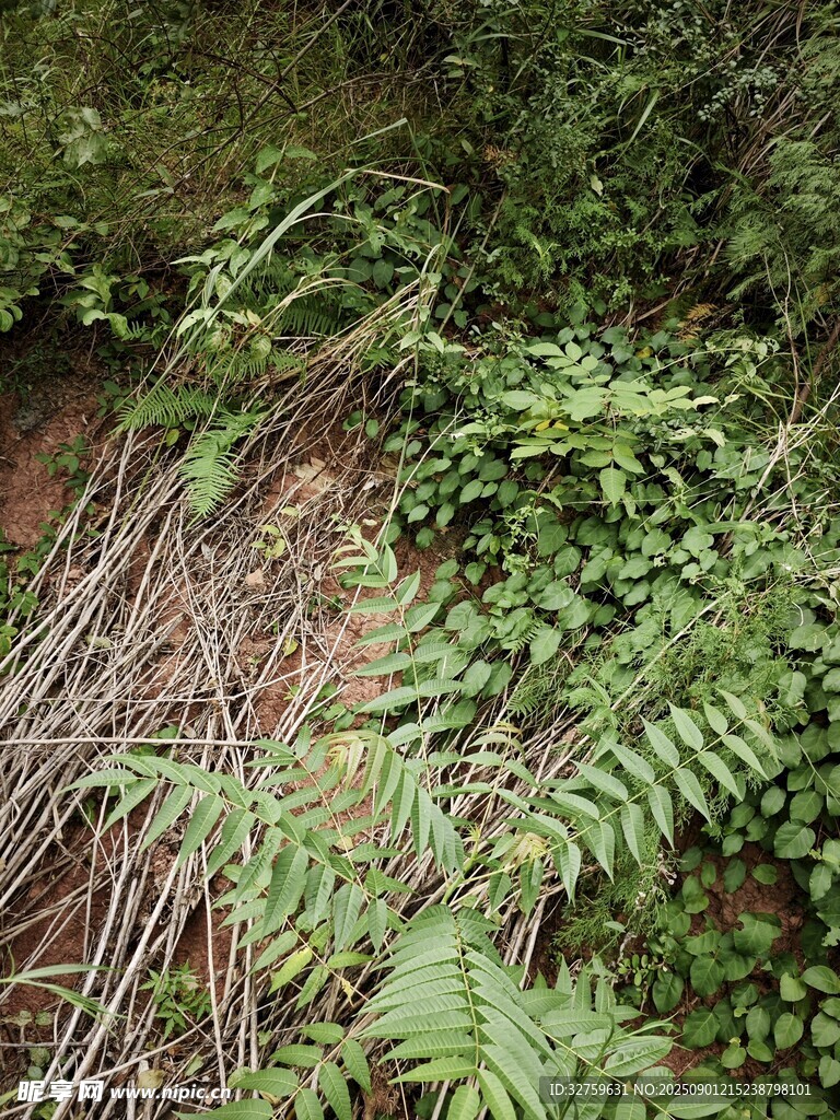 山林间的繁茂植物景象