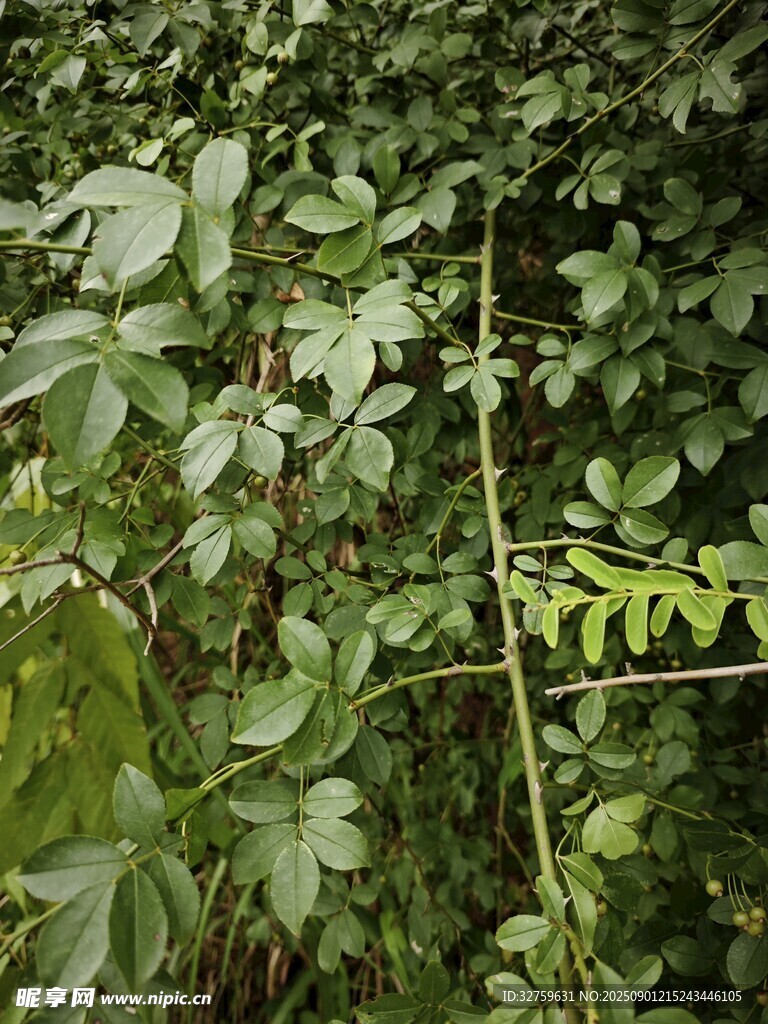 繁茂绿植 