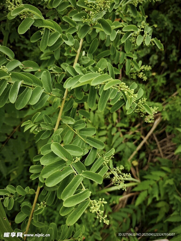 茂密翠绿的植物枝叶