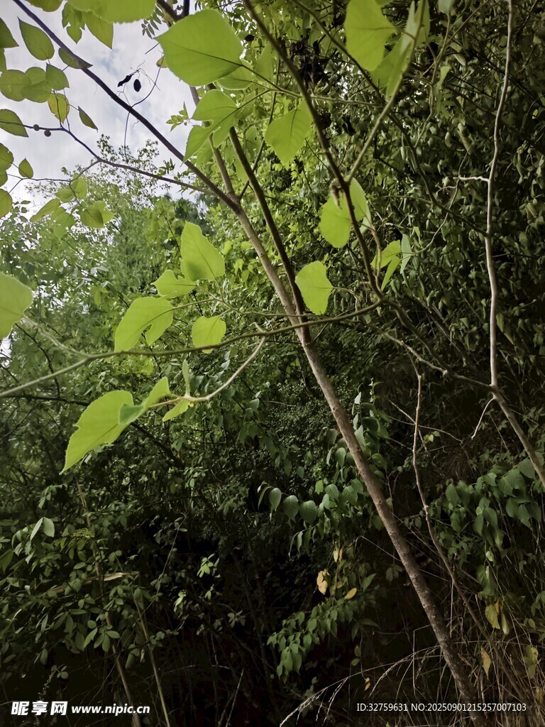 茂密绿意森林景象