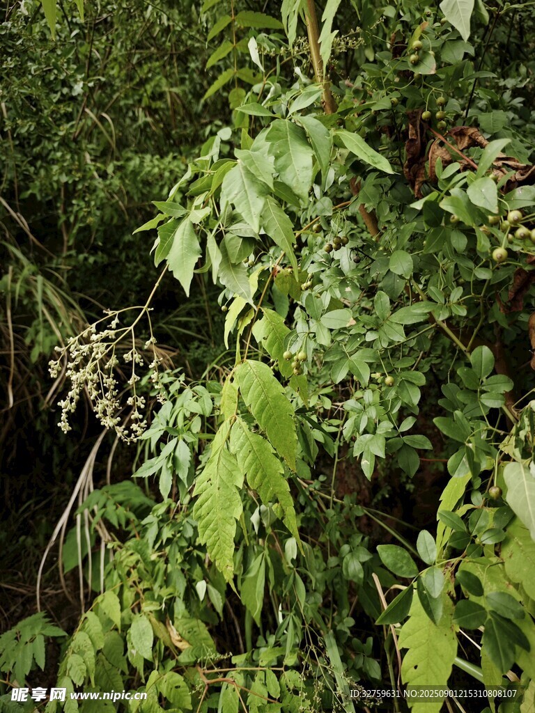 繁茂绿植 