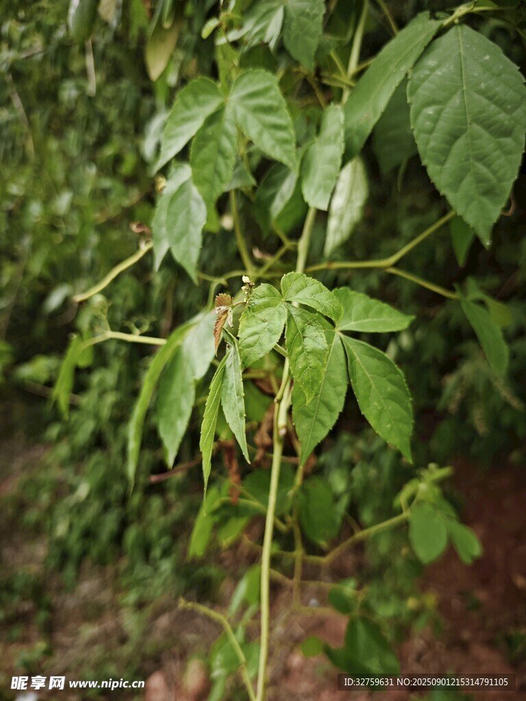嫩绿枝叶的植物特写