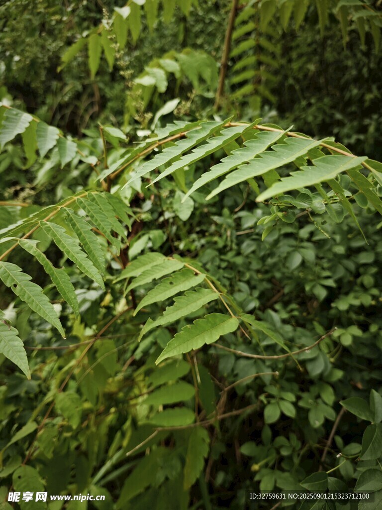 翠绿蕨类植物叶片特写
