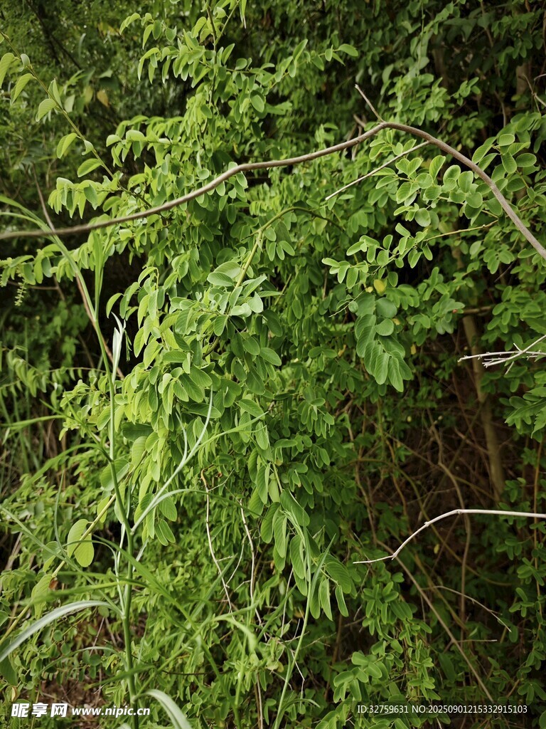 茂密翠绿的繁茂植物景象