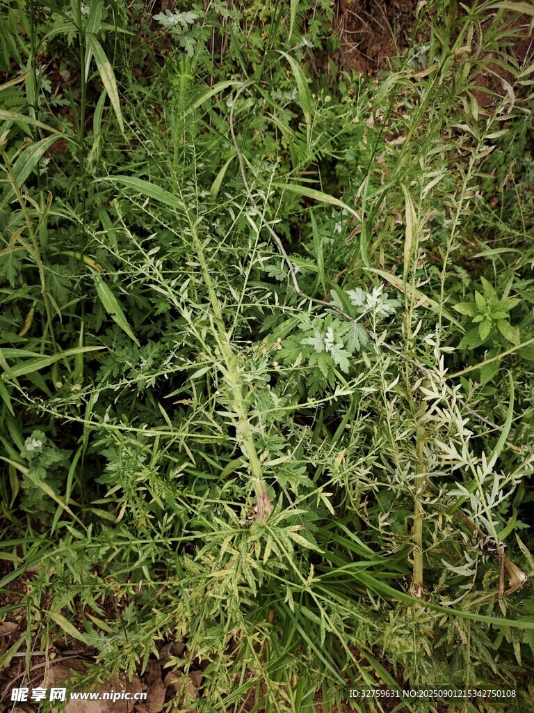 野外丛生的绿色植物
