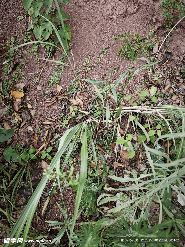 地面散落的植物果实与枝叶