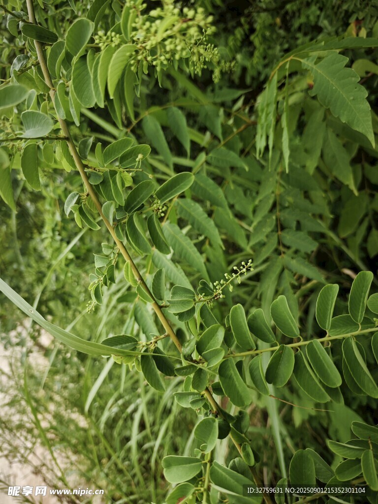 翠绿繁茂的植物枝叶