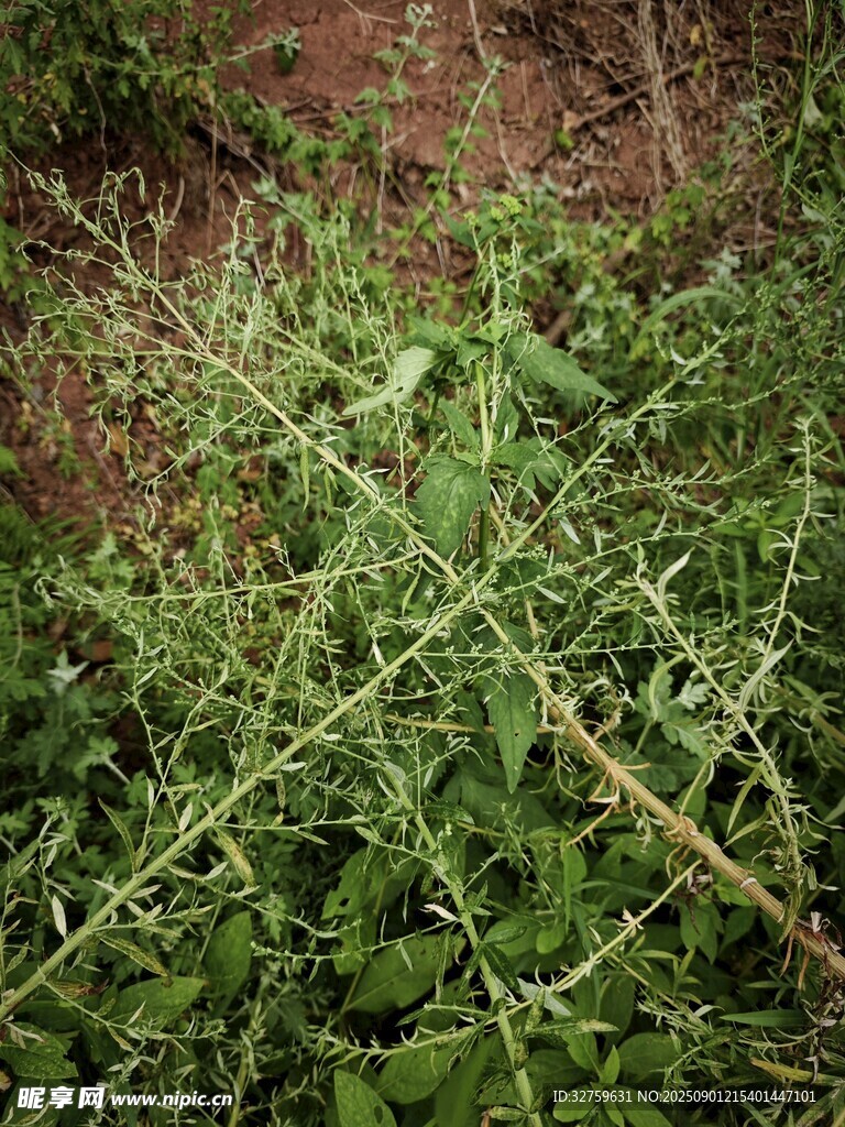 野外繁茂的绿色植物