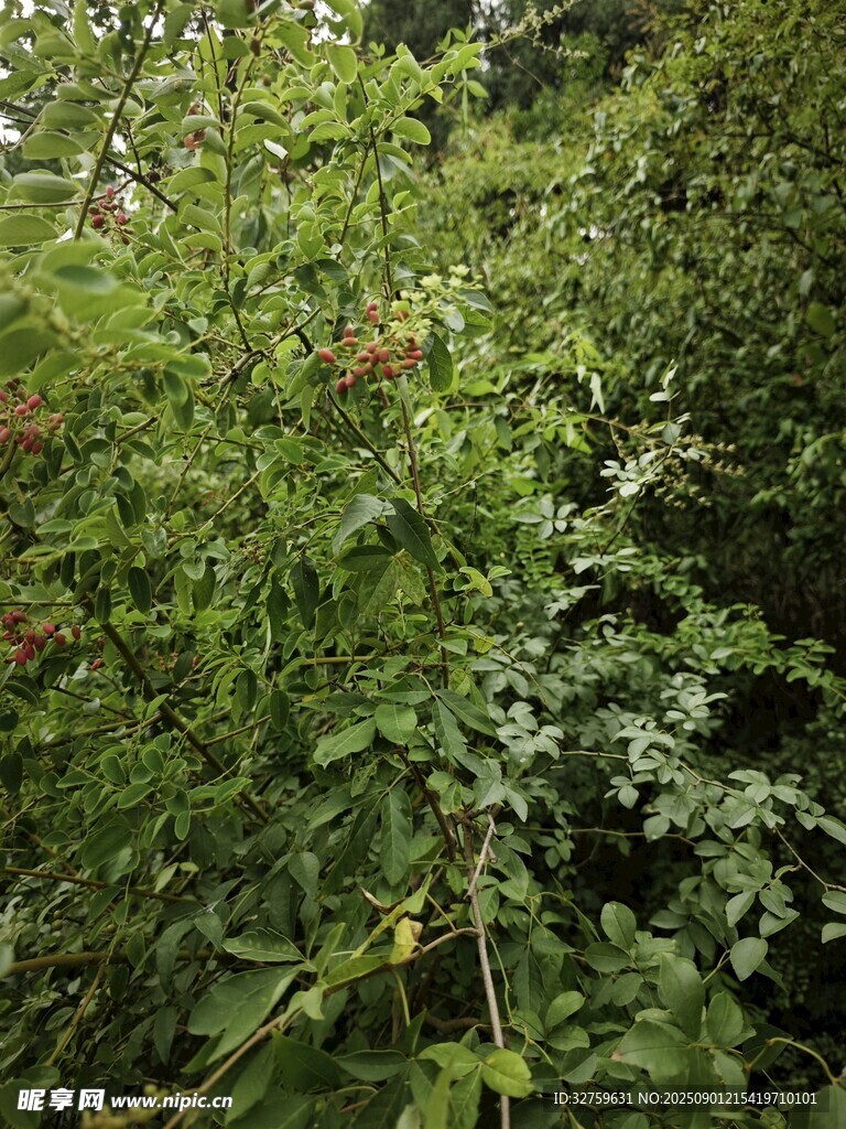 繁茂绿植景观