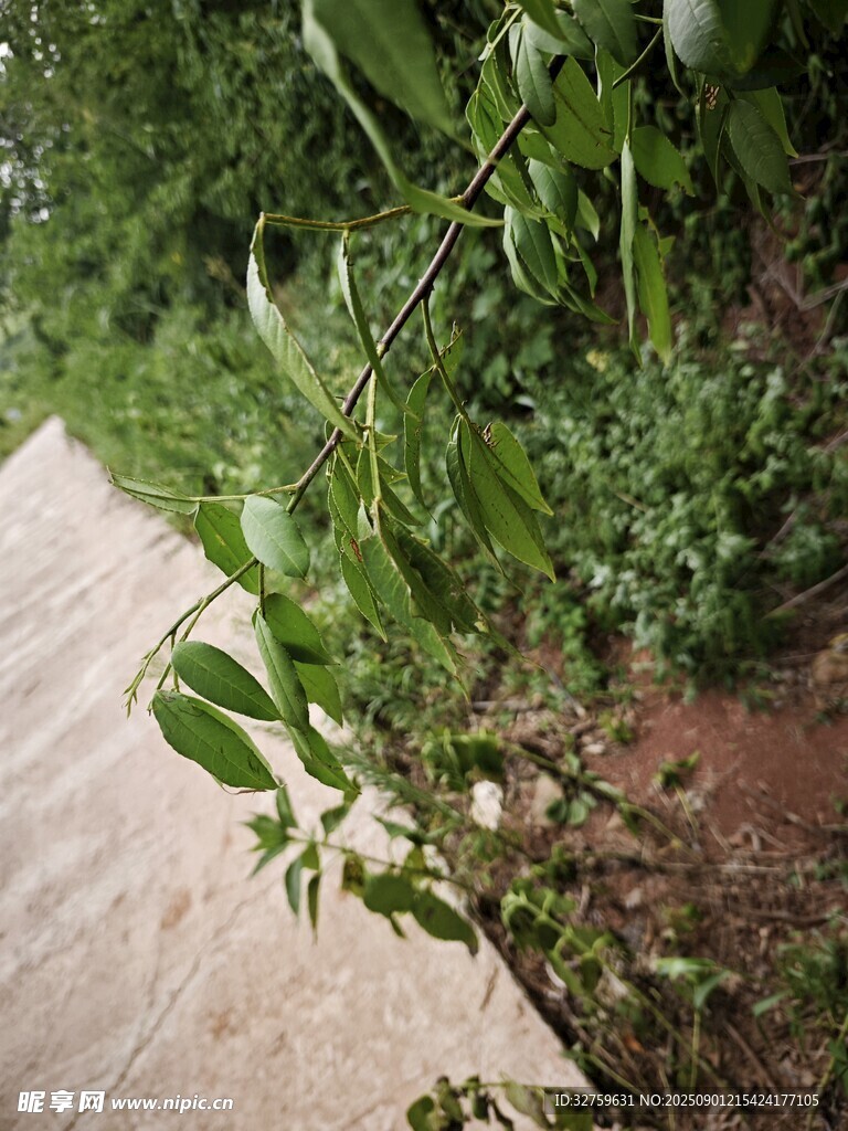 路边生长的绿色植物