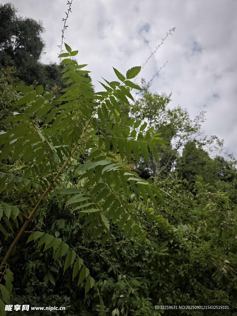 繁茂绿植 