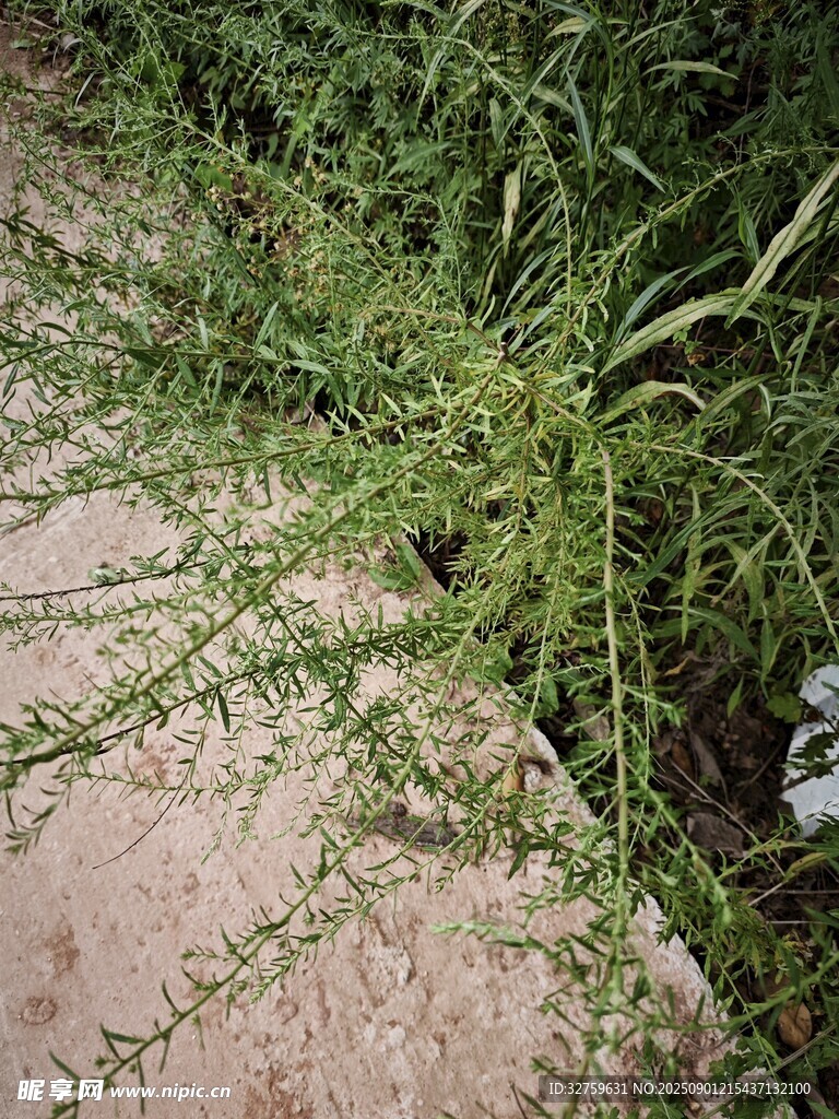 路边绿色丛生植物
