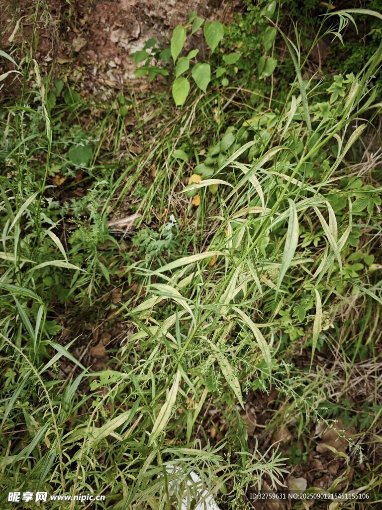 地面上的繁茂绿色草丛