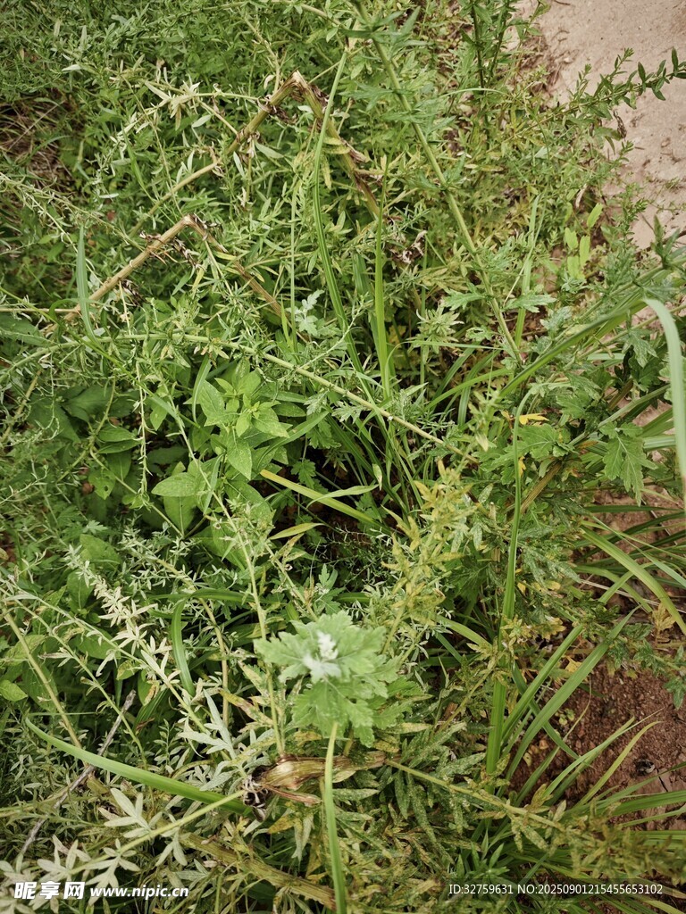 茂盛的绿色杂草景观