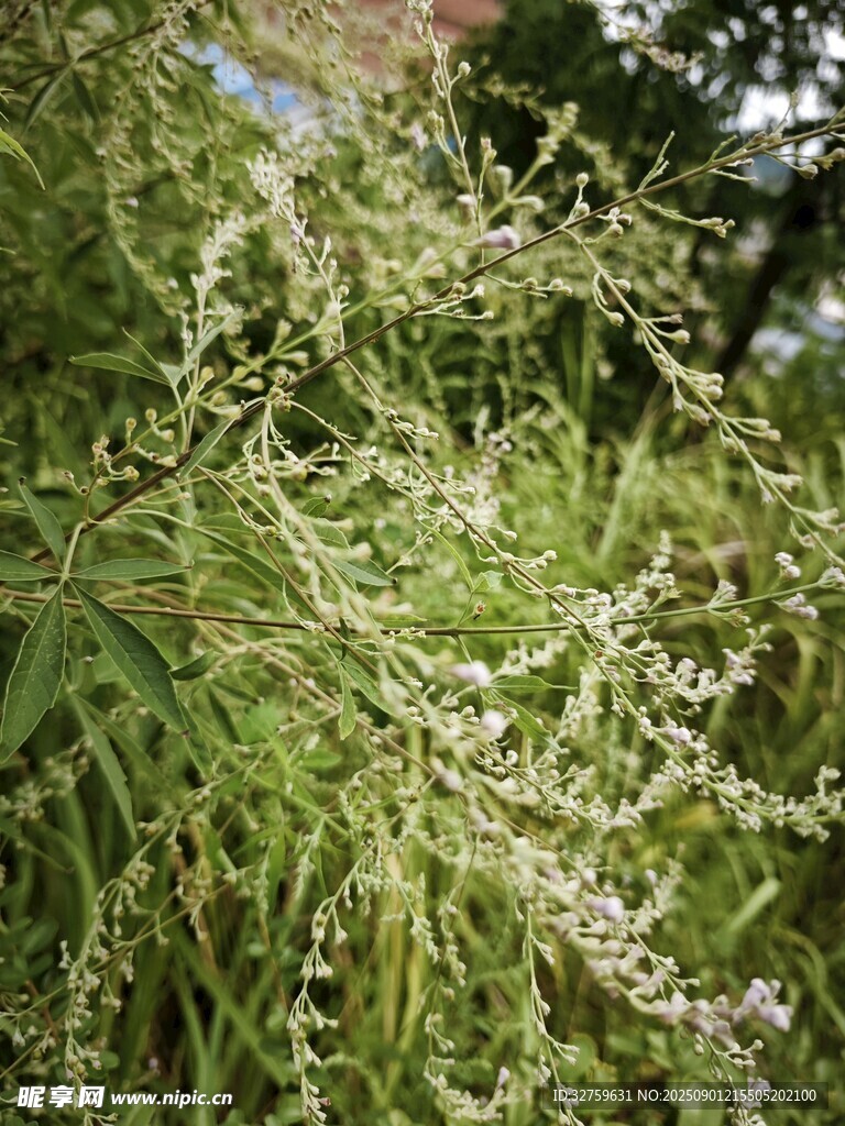 翠绿繁茂的野生植物