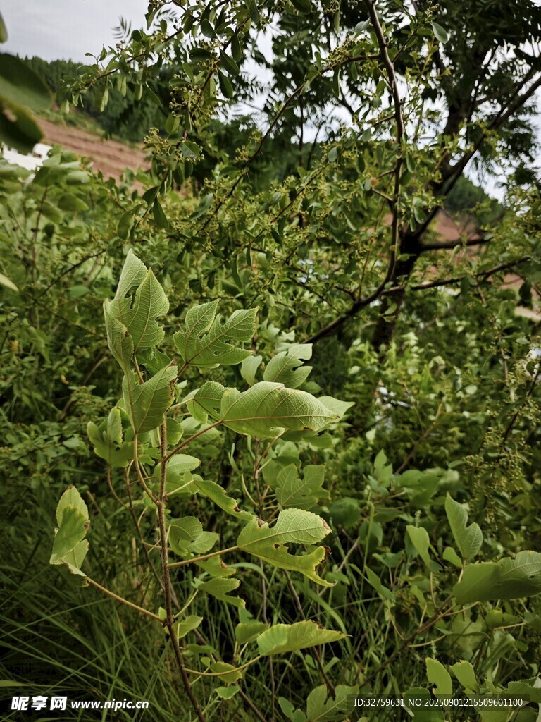 繁茂绿植景观