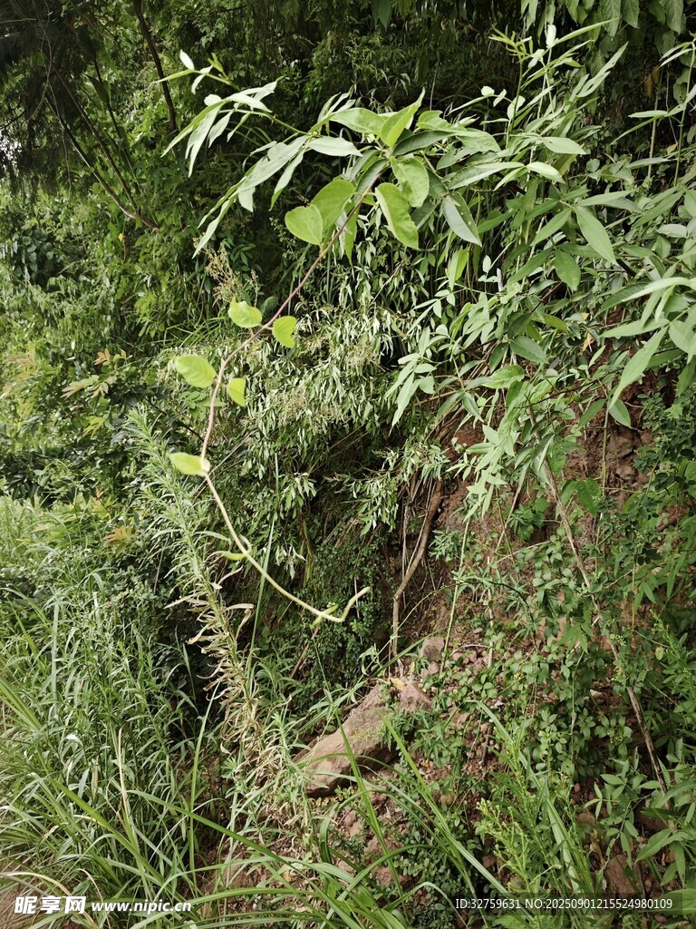 野外繁茂的绿色植物