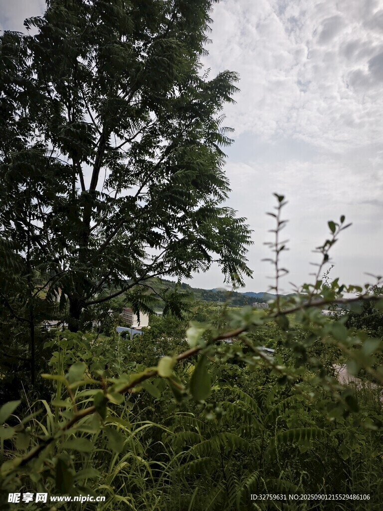 野外繁茂绿植与开阔远景