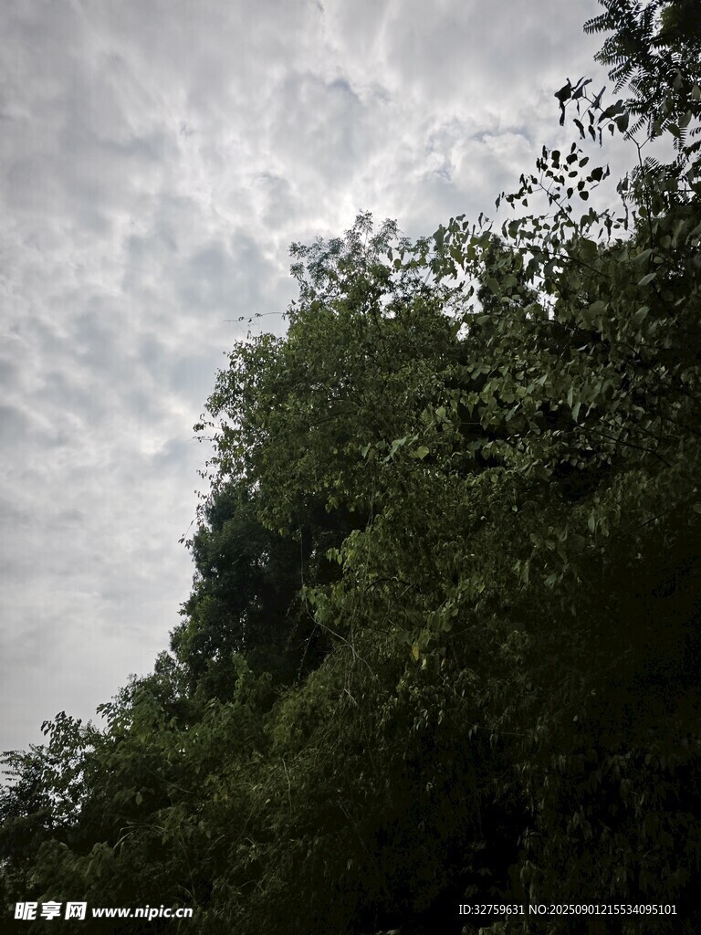阴天中的繁茂绿树