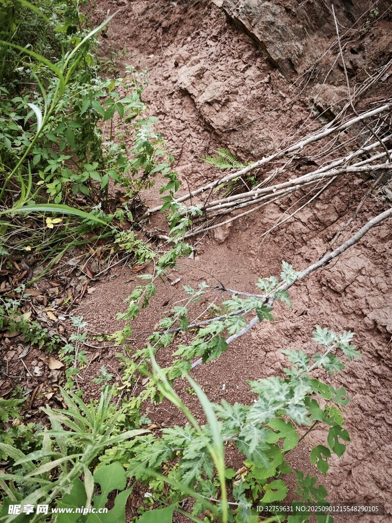 野外地面的杂草与枯枝