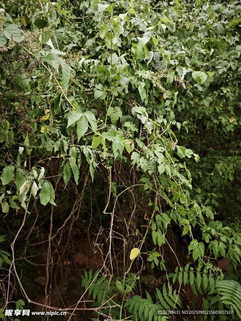 繁茂绿植丛林景象