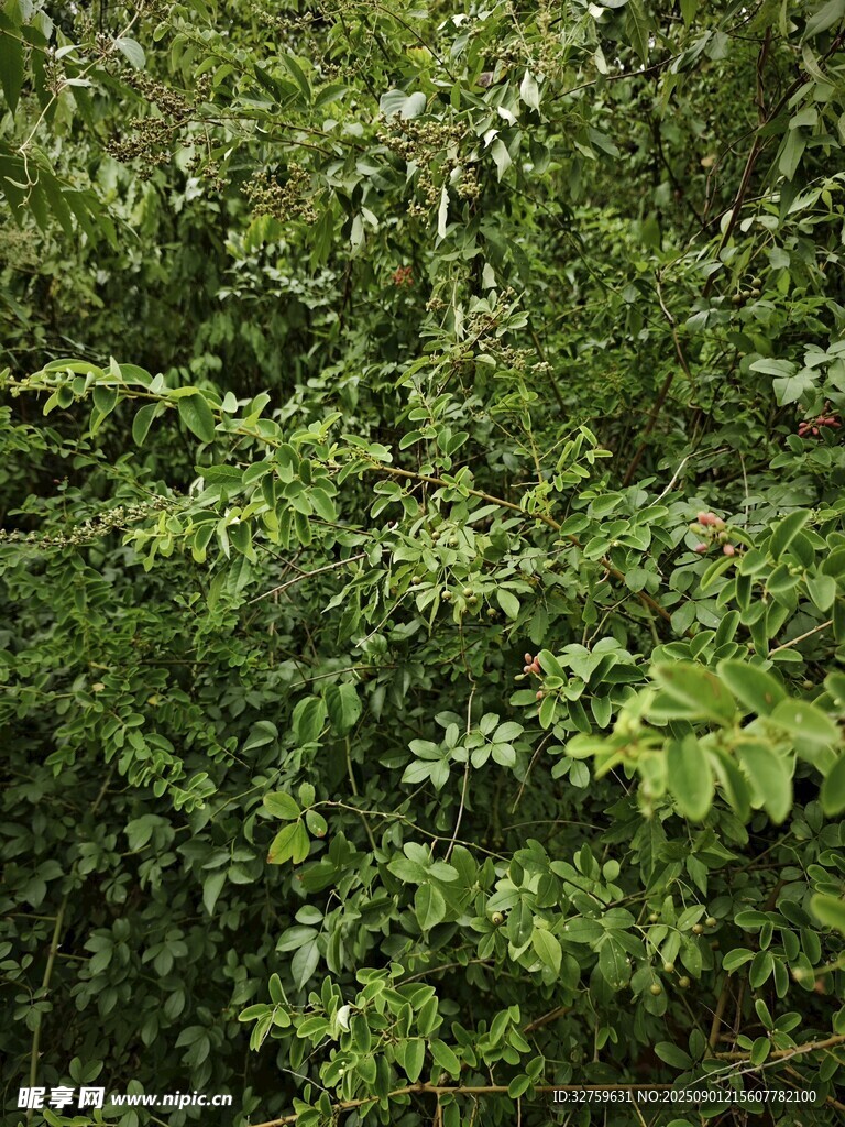 茂密绿植景观