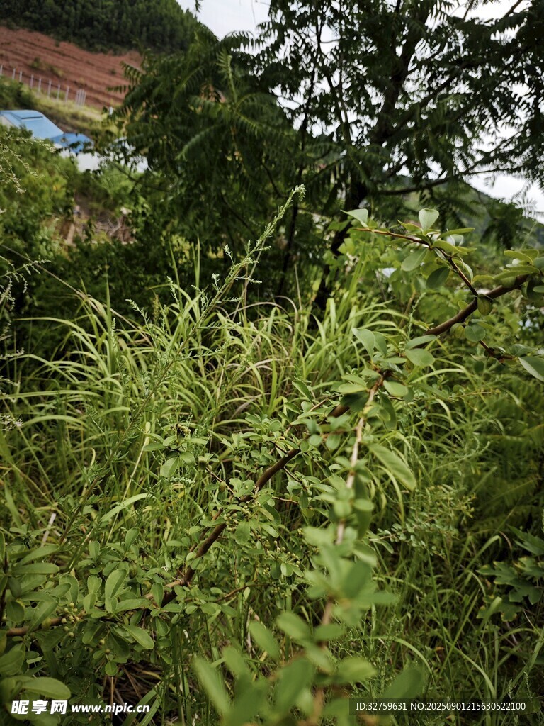 野外茂密绿植景象