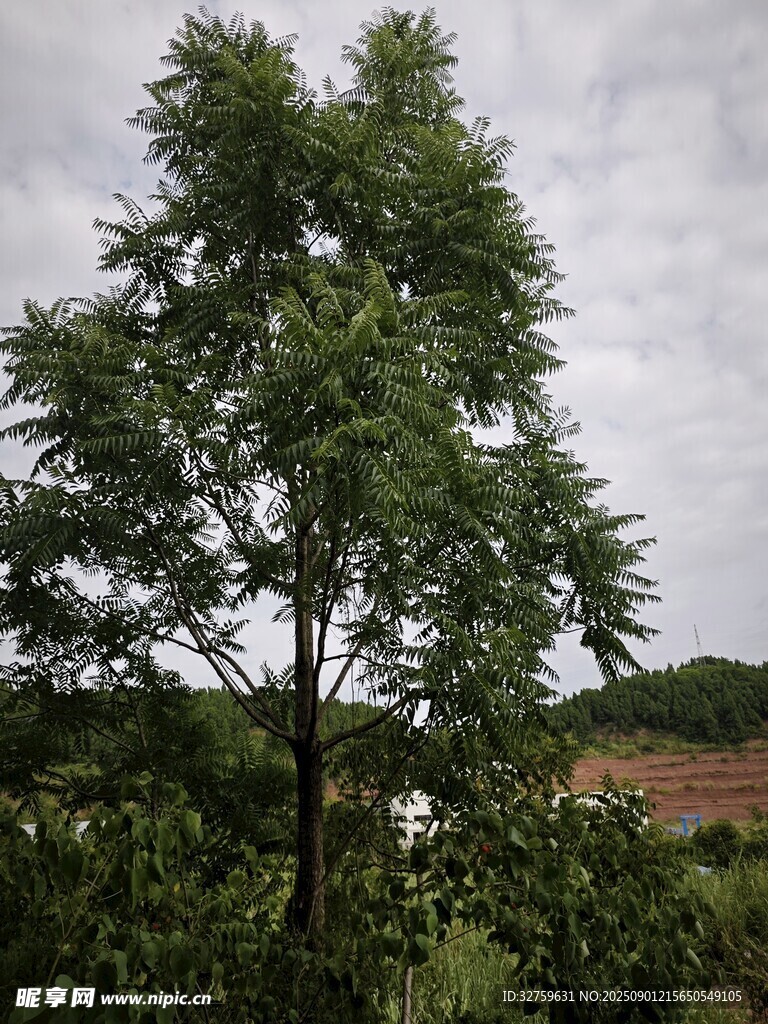 自然清新景致