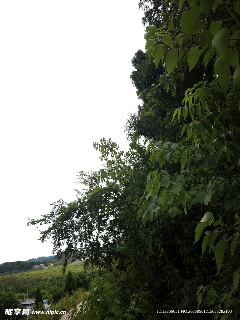 繁茂绿树景观