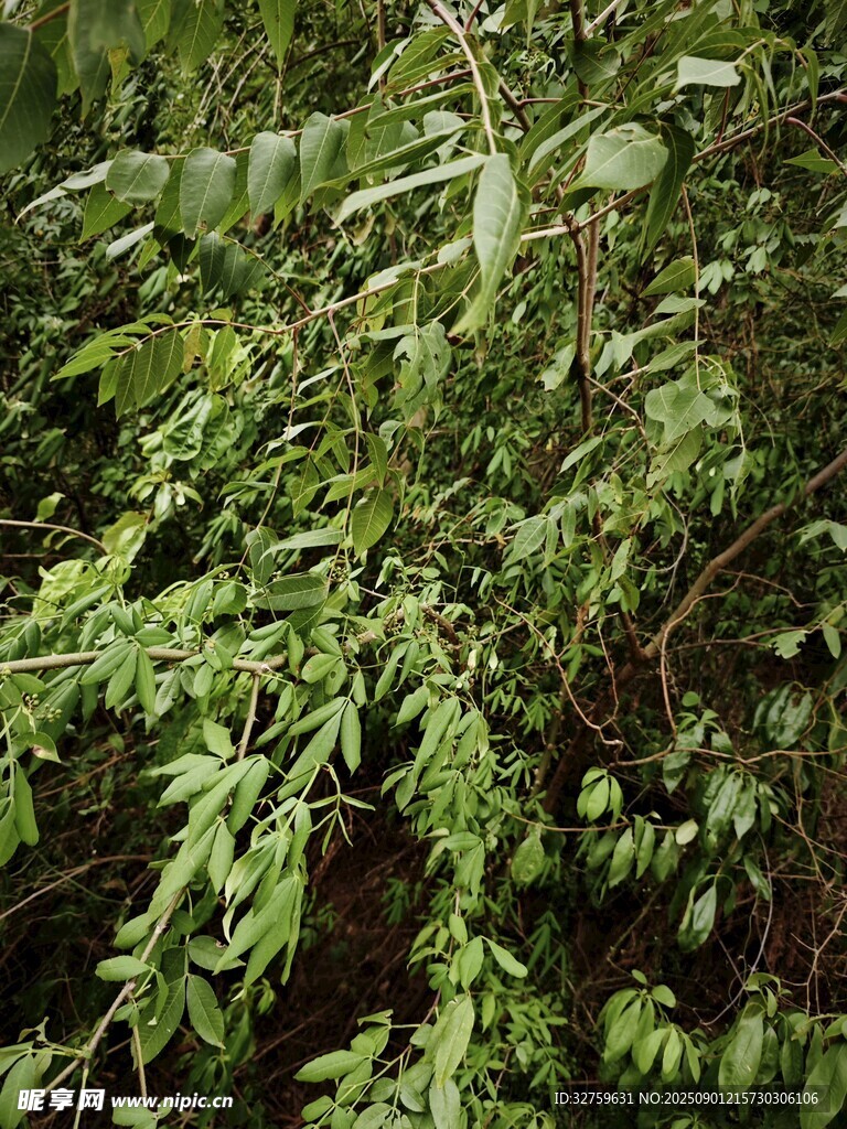 茂密绿植景观