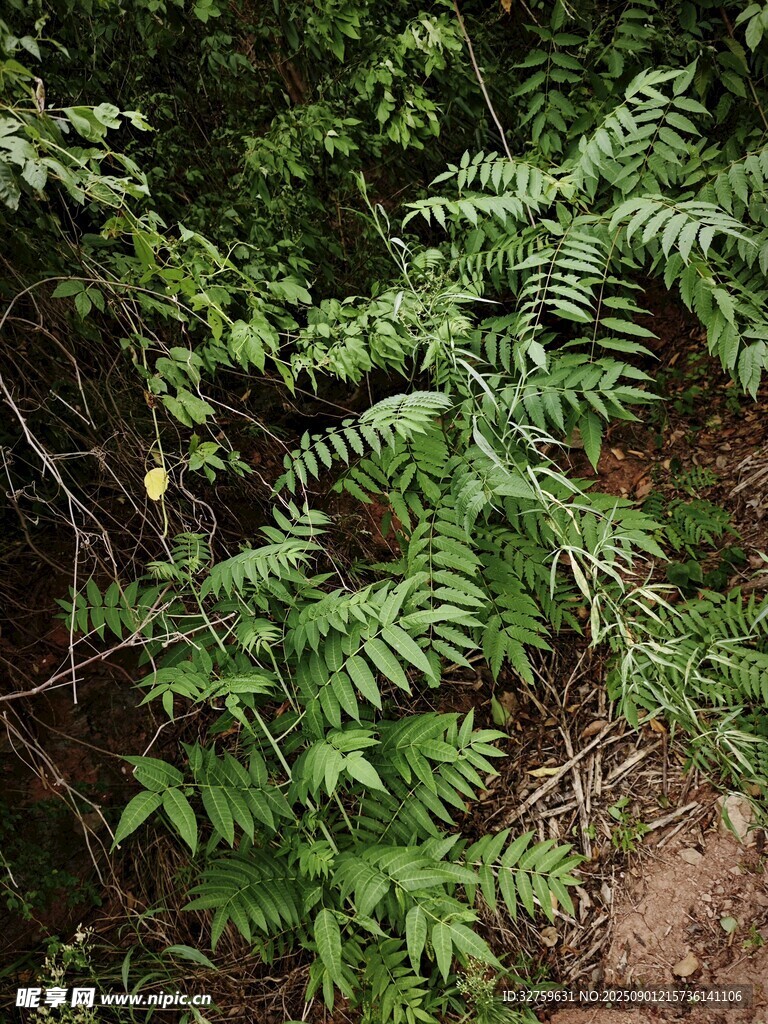 翠绿蕨类植物生长于林间