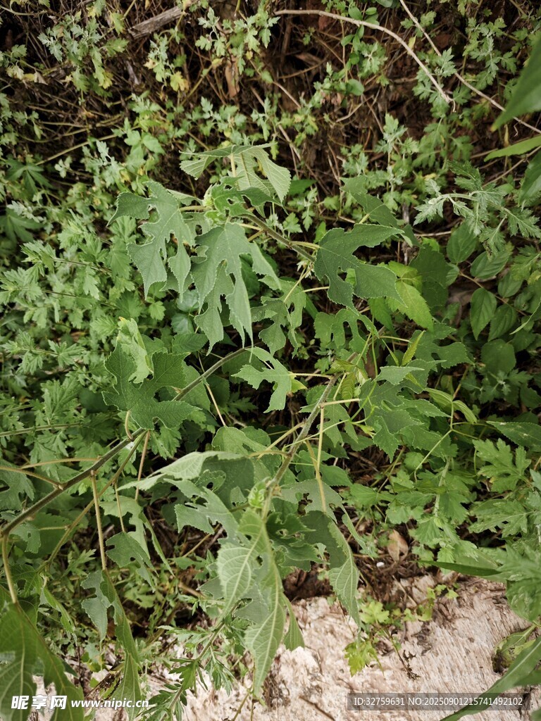 野外绿色植物丛