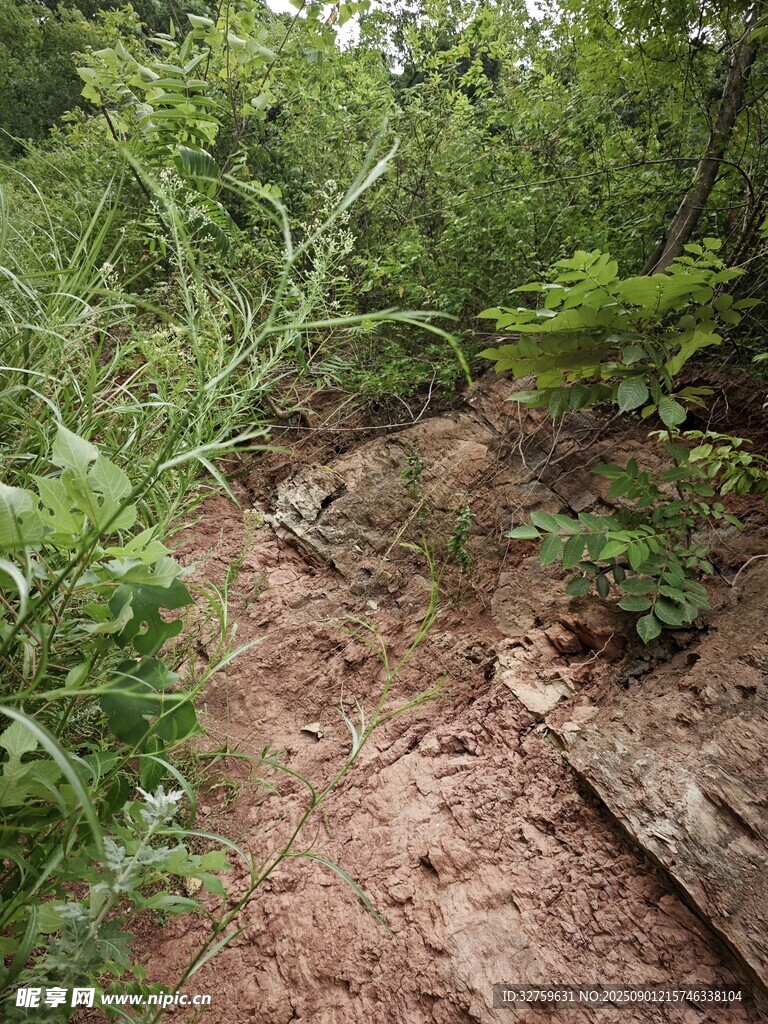 绿意盎然的自然景