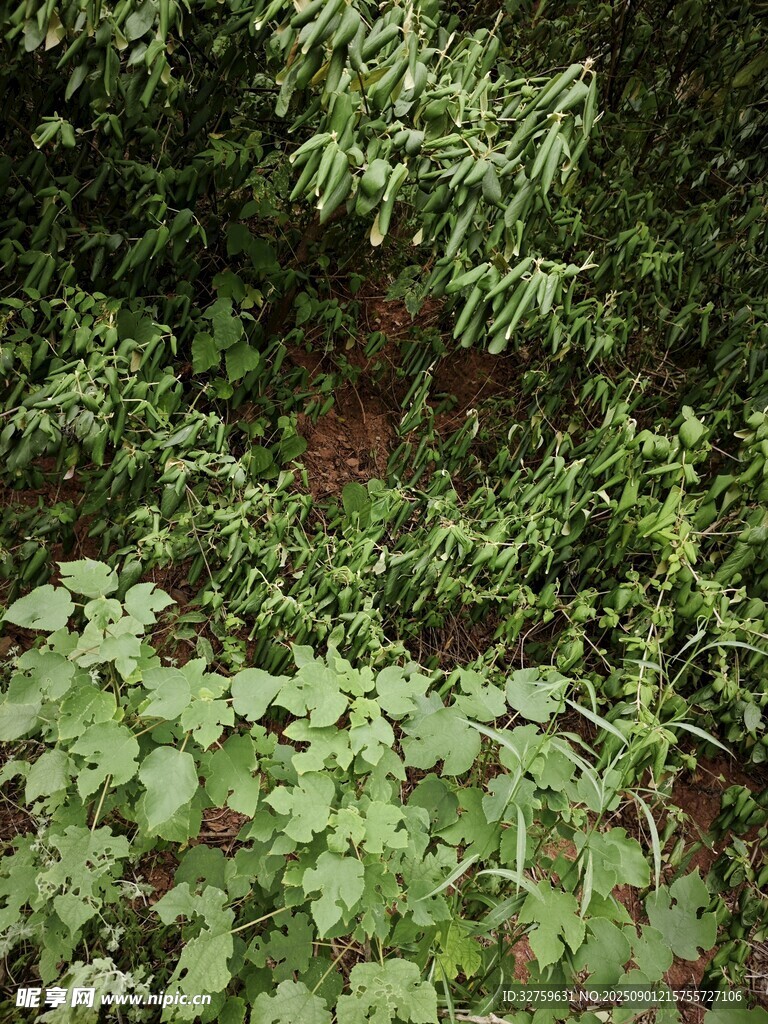 茂密绿植景观