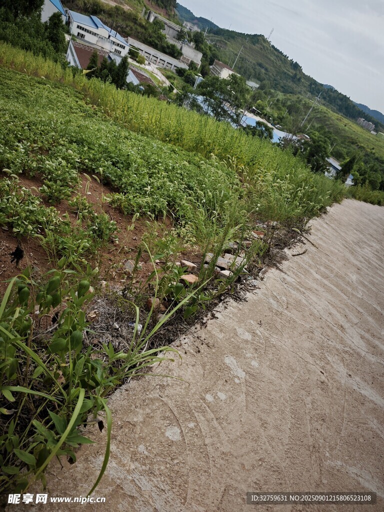 乡村小径旁的繁茂绿植