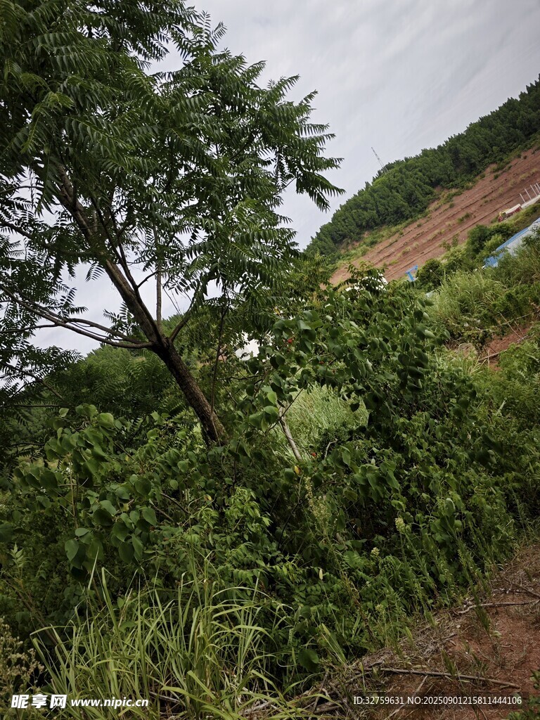 野外繁茂绿植与倾斜树木
