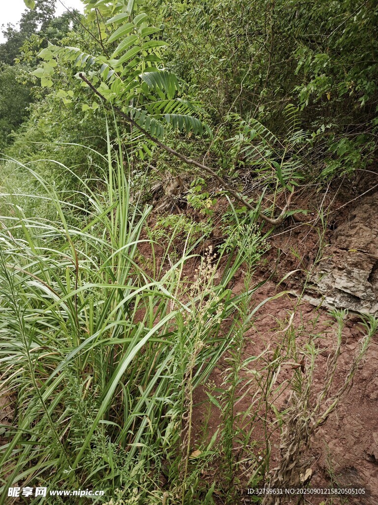 野外杂草丛生的泥土小径