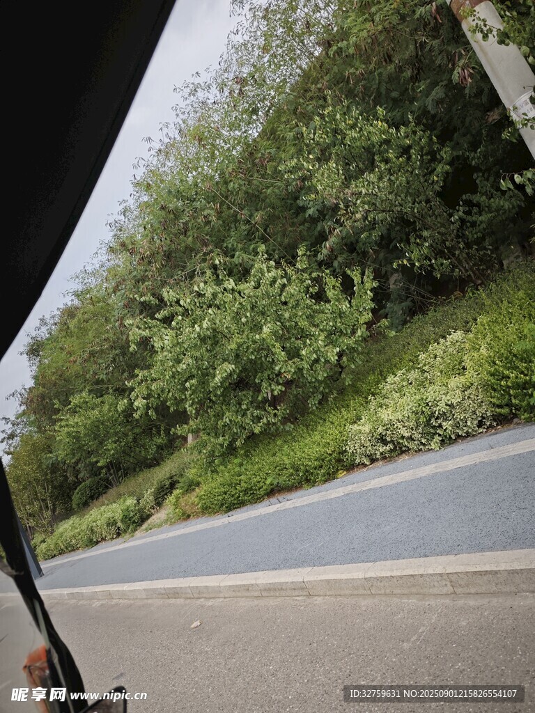 车窗外的路边绿意风景