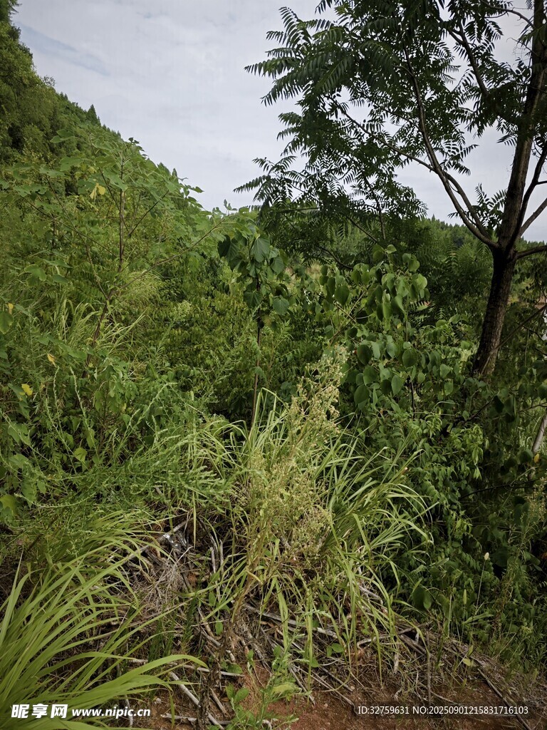 山间繁茂绿植小径