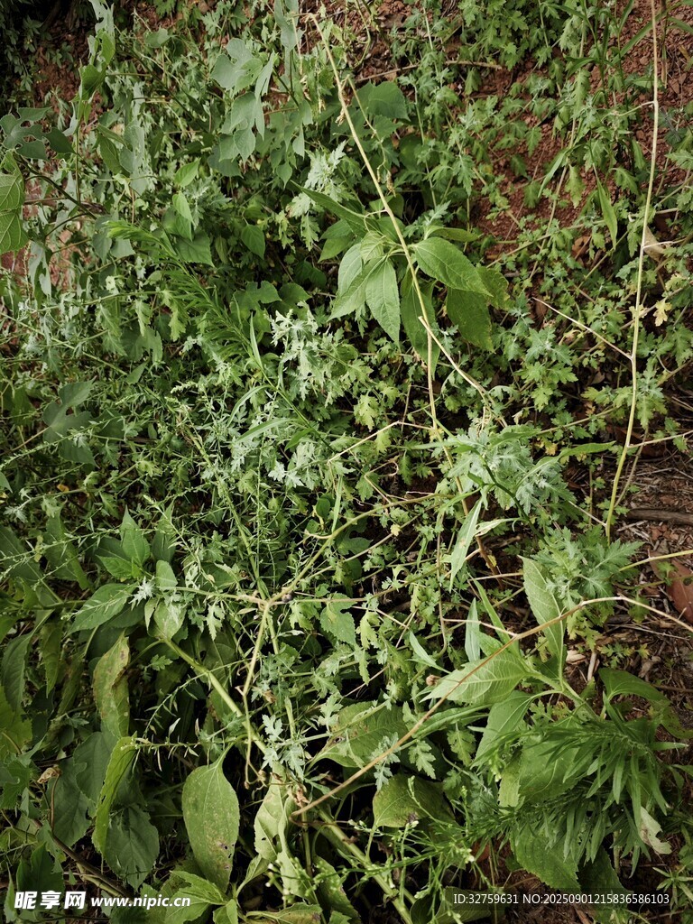 繁茂绿植景观