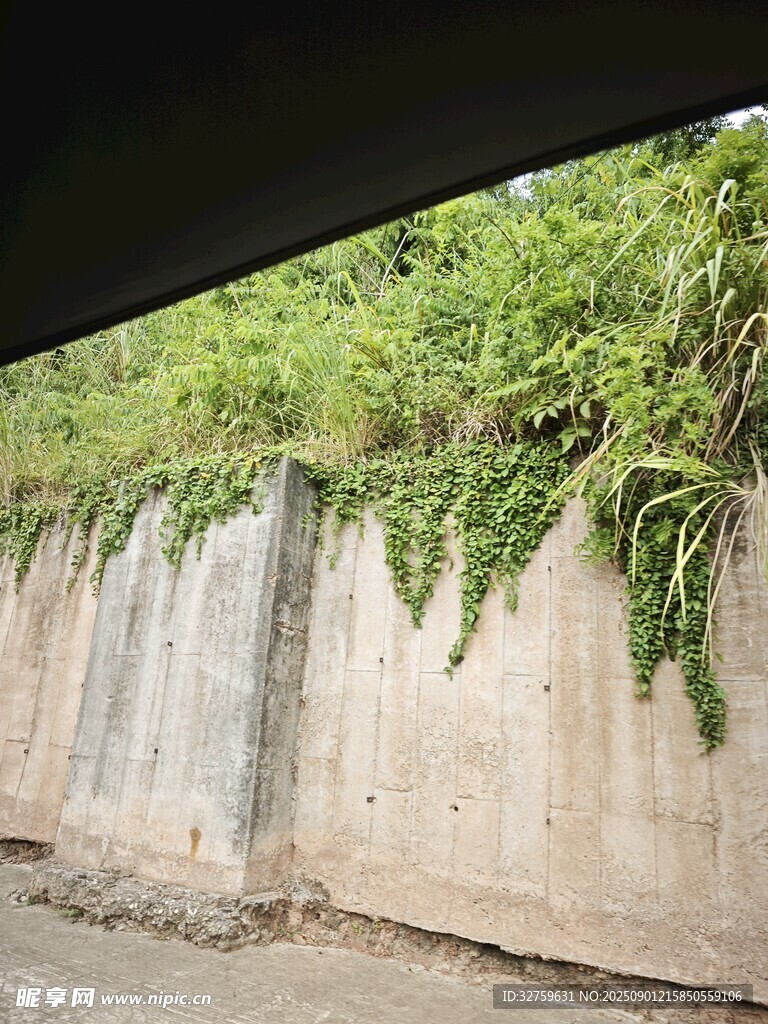 墙边繁茂绿植生机盎然